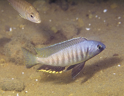 Mchenga thinos 'Chidunga Rocks'